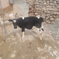 گوساله نر هلشتاین