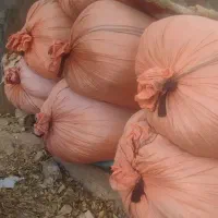 یـونجـه همدانی...