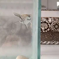 ماهی انجل|ماهی|مرودشت, بیست متری بیمارستان|دیوار