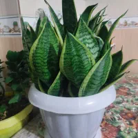 گل و گیاه