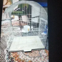 قفس عروس هلندی سالم