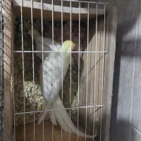 عروس هلندی مولد سخنگو|پرنده|شهریار, شهریار|دیوار