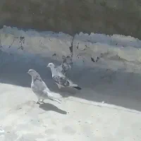 کبوتر گم شده