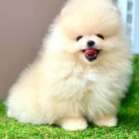 پامر خرسی و عروسکی ۶۰ روزه