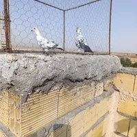 بزک سوسکی|پرنده|تربت جام, جامرود|دیوار