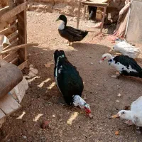 اردکان مسکونی بالارد معمولی