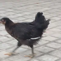 جوجه