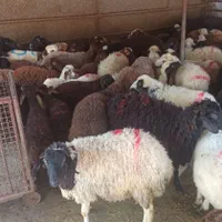 **بره تازه وکم چربی زنده جوان گوسفند ارمغانی|حیوانات مزرعه|تهران, شهرک غرب|دیوار