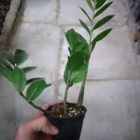 گل زامیفولیا زام زاموفیلیا هدیه کادویی|گل و گیاه طبیعی|مشهد, هنرور|دیوار