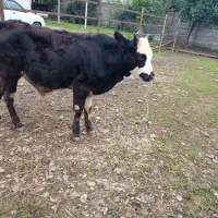 ورزا کوله چالوسی گاو نر|حیوانات مزرعه|سنگر, |دیوار