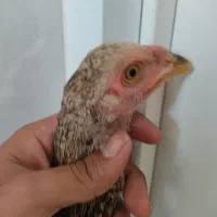 جوجه لاری وبرهما|حیوانات مزرعه|شاهینشهر, گزبرخوار|دیوار