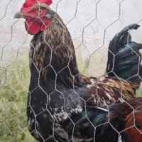 فروش خروس محلی درشت‌جثه، ۷ ماهه در رشت