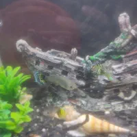 آکواریوم با ماهی