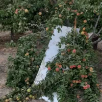 باغ میوه بارده|فروش خانه و ویلا|نظرآباد, نجم آباد|دیوار