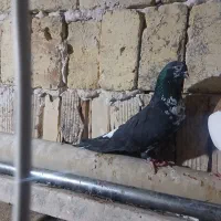 کبوتر فروشی|پرنده|میانه, |دیوار