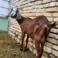 بز دو رگ سانن|حیوانات مزرعه|رفسنجان, |دیوار