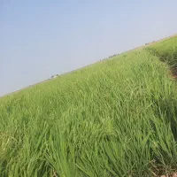 برنج فجر درجه یک علا