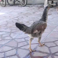 سه تا وارک ویه خروس لاری در ایلام