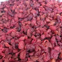 زغالخته نیمه خشک بدون هسته