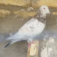 35تا کفتر فروشی|پرنده|سلامی, |دیوار