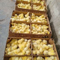 نماینده ورامین در گیلان ، جوجه گلپایگان ،اردک پکنی|حیوانات مزرعه|رشت, گلباغ نماز|دیوار