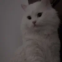 واگذاری گربه|گربه|کرمان, |دیوار