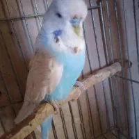 مرغ عشق انگلیسی.نر