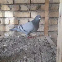 کبوتر سبز پلاکی