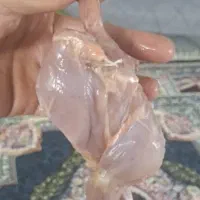 گوشت گرم بلدرچین کشتار روز با خواص درمانی