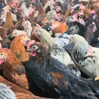 چند عدد خروس