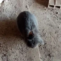 خرگوش لپی|موش و خرگوش|نیشابور, کوی یغما|دیوار