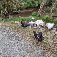 اردک اسرائلی|حیوانات مزرعه|املش, |دیوار