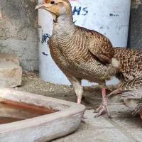 بلدرچین محلی
