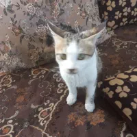 واگذاری گربه