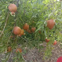 باغ انار|فروش زمین و ملک کلنگی|سلفچگان, |دیوار