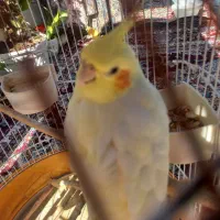 طوطی عروس نر|پرنده|فومن, |دیوار