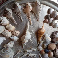 صدف ودکوری آکواریوم