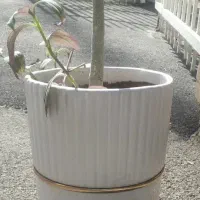 گل آدنیوم|گل و گیاه طبیعی|کرج, شهرک ولیعصر|دیوار