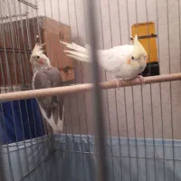 سرگرمی،پرنده|حراج|ورامین, شهرک فجر|دیوار