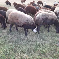 قوچ ،میش‌ بره بز بزغاله بره نر بره ماده|حیوانات مزرعه|ملایر, |دیوار