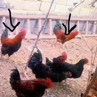 خروس برهما|حیوانات مزرعه|جغتای, |دیوار