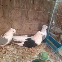 ۵عدد دوکت سبز سیاه|پرنده|اردکان, |دیوار