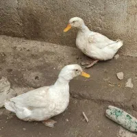 اردک|حیوانات مزرعه|ماهدشت, |دیوار