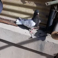 کفتر|پرنده|تهران, بهارستان|دیوار