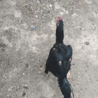 یک عدد خروس لاری فروش و معاوضه نژاد دیگر