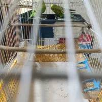 مرغ عشق با قفس و وسایل|پرنده|سراوان, |دیوار