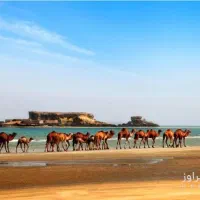 گشت جزیره قشم|تور و چارتر|قشم, |دیوار