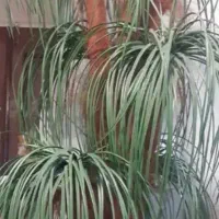 درختچه  نخل