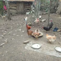 فروش مرغ محلی|حیوانات مزرعه|سیاهکل, |دیوار