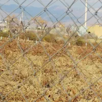 پیش فروش و مزایده گل و غنچه محمدی تازه